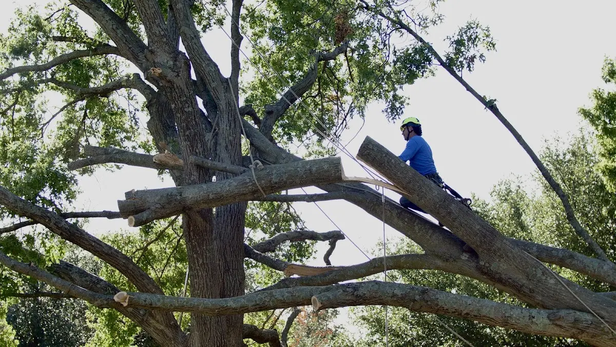 Professional Hazardous Tree Removal performed by certified arborists in Mount Enterprise